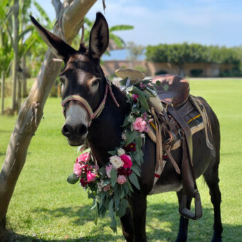 flores-para-eventos-en-guadalajara Anémonas Brillantes